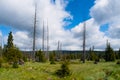 Dead trees in the middle of Great Jizera Plain