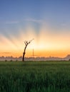 Dead Trees in the Middle of Rice Field Royalty Free Stock Photo