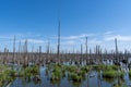 Dead trees, moor and marshes Lower Peene Valley and Peenehaff Royalty Free Stock Photo