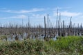 Dead trees, moor and marshes Lower Peene Valley and Peenehaff Royalty Free Stock Photo