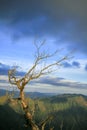 Dead trees with mountain views