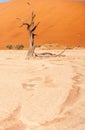 Dead trees in Namibias Deadvlei. Royalty Free Stock Photo