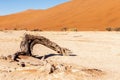 Dead trees in Namibias Deadvlei. Royalty Free Stock Photo