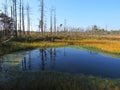 Dead trees near lake in swamp Royalty Free Stock Photo