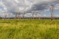 Dead trees near Naivasha lake, Ken Royalty Free Stock Photo