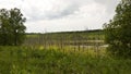 Dead trees near a small lake. Royalty Free Stock Photo