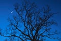 Dead trees at night with a half-moon Royalty Free Stock Photo