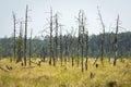 Dead trees in the Obary peat bog in Poland