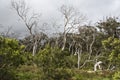 Dead trees in Otway National Park Royalty Free Stock Photo