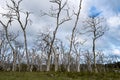 Dead trees in Otway National Park Royalty Free Stock Photo