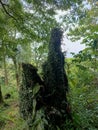 dead trees that are overgrown with plants, in mountainous areas Royalty Free Stock Photo
