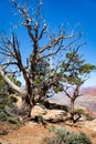 Dead trees overlooking the Grand Canyon in Arizona Royalty Free Stock Photo