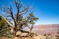 Dead trees overlooking the Grand Canyon in Arizona Royalty Free Stock Photo