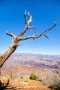 Dead trees overlooking the Grand Canyon in Arizona Royalty Free Stock Photo