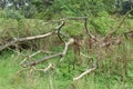 Dead trees perish in a nature area