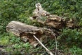 Dead trees perish in a nature area