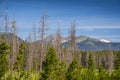 Dead trees in the pine forest Royalty Free Stock Photo