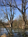 Dead trees in pond with dry grass and water with moss Royalty Free Stock Photo