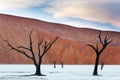 Dead trees and red dunes in the Dead Vlei, Sossusvlei Royalty Free Stock Photo