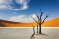 Dead trees and red dunes in the Dead Vlei, Sossusvlei, Namibia Royalty Free Stock Photo