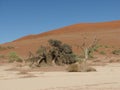 Dead trees and red sand dunes Sossusvlei