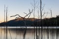 Dead trees reflecting on water Royalty Free Stock Photo