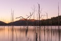 Dead trees reflecting on water Royalty Free Stock Photo