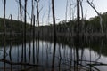 Dead trees reflecting on water Royalty Free Stock Photo