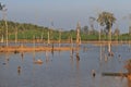 Dead trees in the reservoir with blue sky - Thakhek Loop