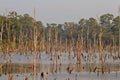 Dead trees in the reservoir with blue sky - Thakhek Loop Royalty Free Stock Photo