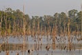 Dead trees in the reservoir with blue sky - Thakhek Loop