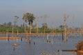 Dead trees in the reservoir with blue sky - Thakhek Loop Royalty Free Stock Photo