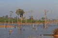 Dead trees in the reservoir with blue sky - Thakhek Loop