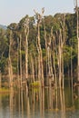 Dead trees in the reservoir with blue sky - Thakhek Loop Royalty Free Stock Photo