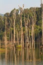 Dead trees in the reservoir with blue sky - Thakhek Loop