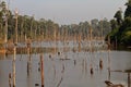 Dead trees in the reservoir with blue sky - Thakhek Loop