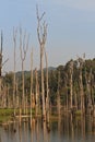 Dead trees in the reservoir with blue sky - Thakhek Loop Royalty Free Stock Photo