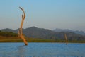 The dead trees in the river. Royalty Free Stock Photo