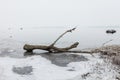 Dead trees in the river in winter day Royalty Free Stock Photo