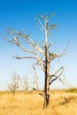 Dead trees on the road to Black Canyon of the Gunnison National Royalty Free Stock Photo