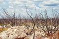Dead trees after the fire Royalty Free Stock Photo