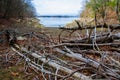 Dead trees on the shore of a forest lake in the state of Tennessee Royalty Free Stock Photo