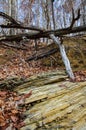 Dead trees on the shore of a forest lake in the state of Tennessee Royalty Free Stock Photo