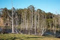 Dead trees in a small lake near Pemberton Royalty Free Stock Photo