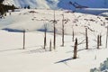 Dead trees at snow covered Quake Lake