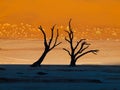 Dead trees in Sossusvlei Royalty Free Stock Photo