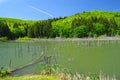 Dead trees in spring lake Royalty Free Stock Photo