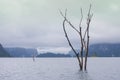Dead trees standing in the dam, morning view, mist in thailand
