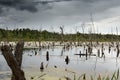 Dead trees sticking out of the swamp Royalty Free Stock Photo