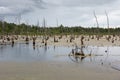 Dead trees sticking out of the swamp Royalty Free Stock Photo